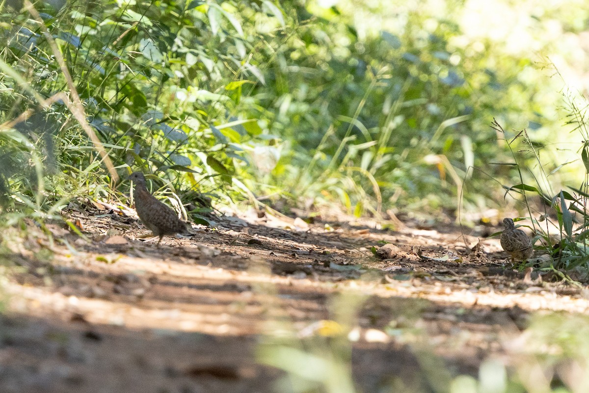 Painted Buttonquail - ML633895253