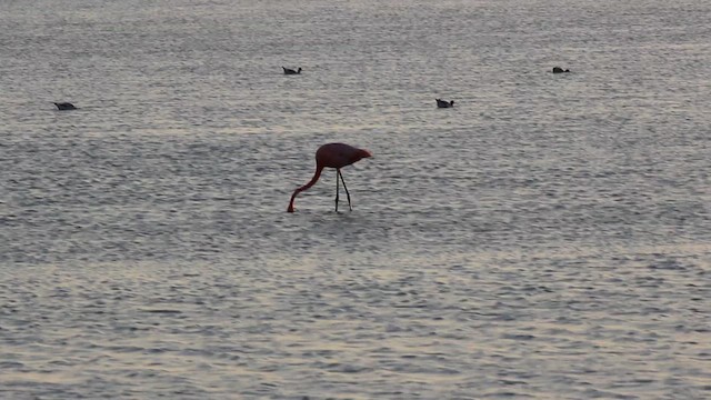 American Flamingo - ML633895258