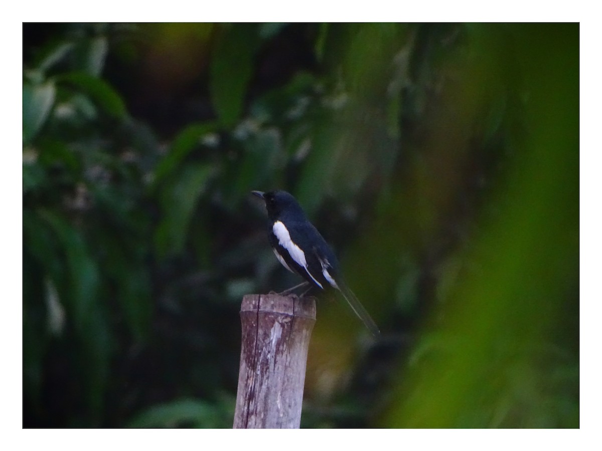 Oriental Magpie-Robin - ML633895271