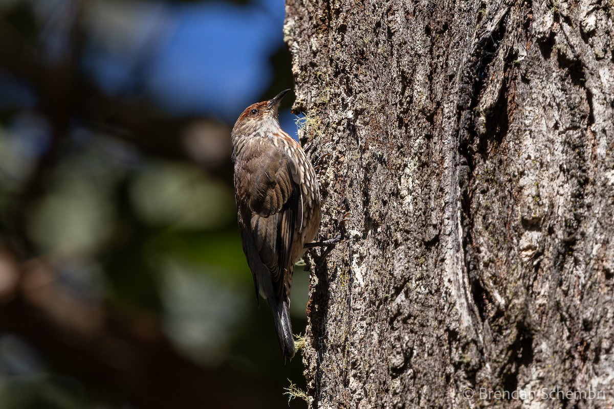 Red-browed Treecreeper - ML633895280
