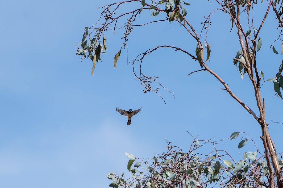 Gray Fantail - ML633895374