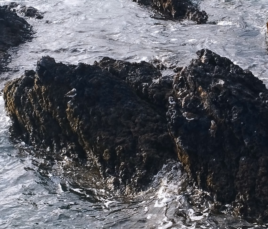 Алаг хайргач - ML633895428