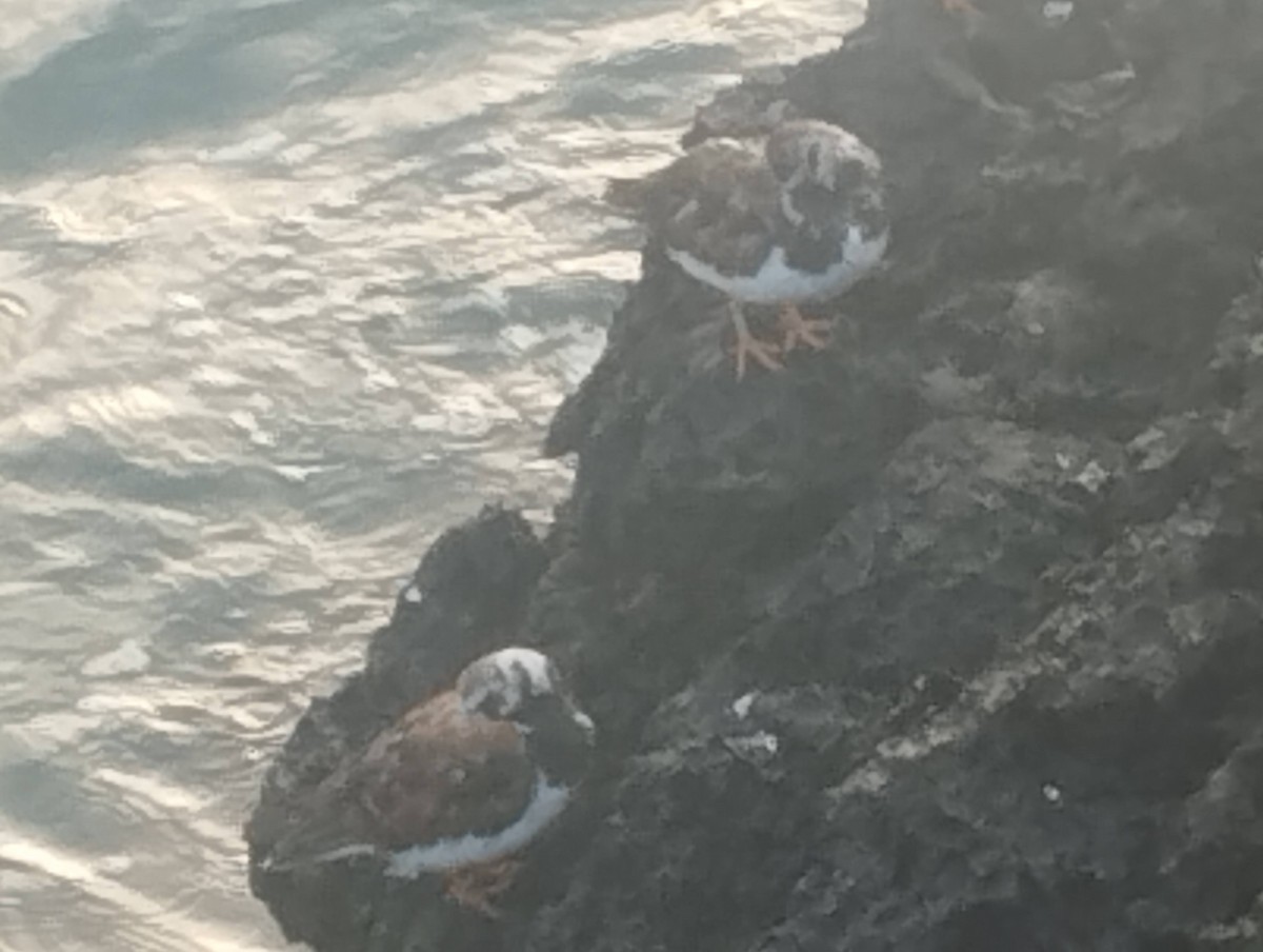 Алаг хайргач - ML633895429