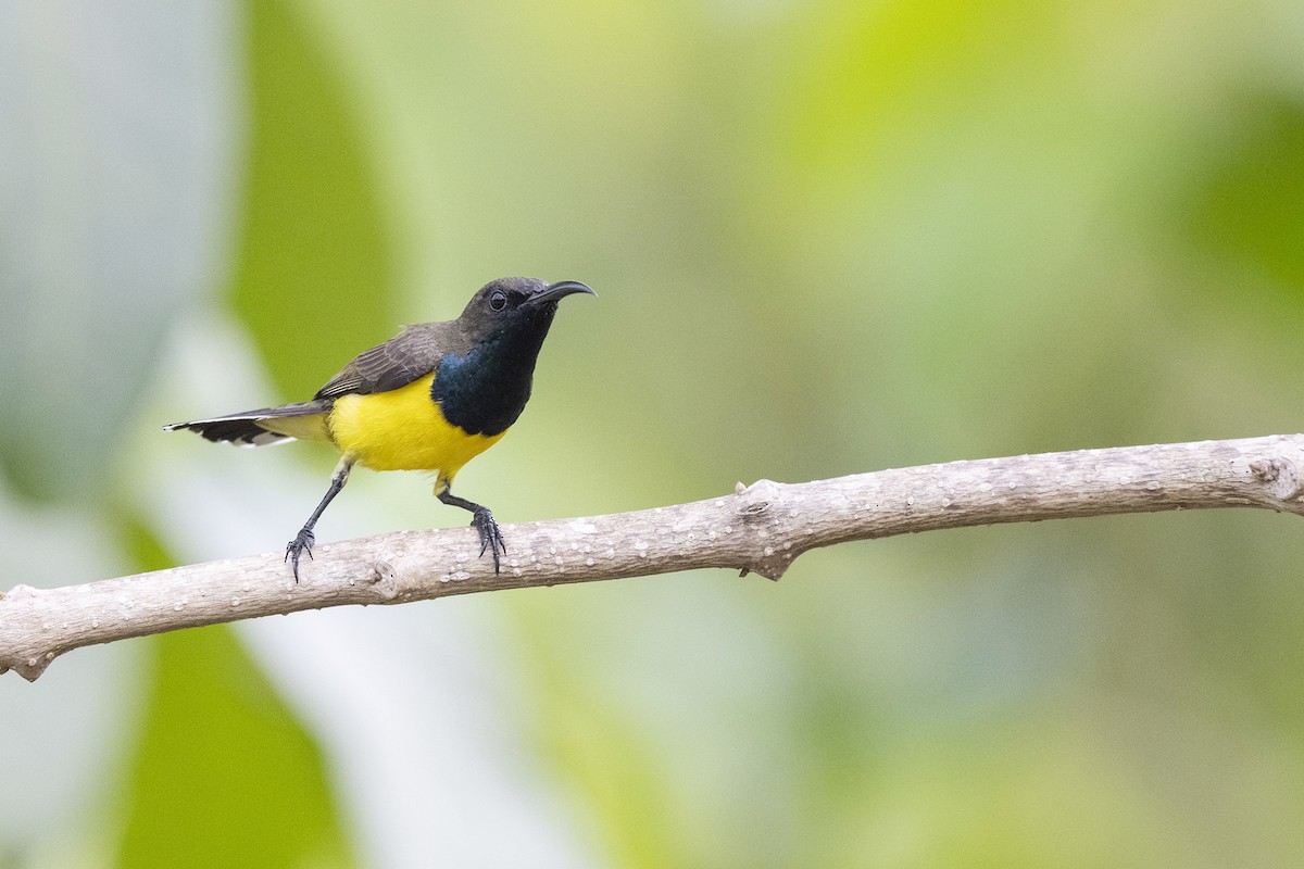 Tukangbesi Sunbird - ML633895460