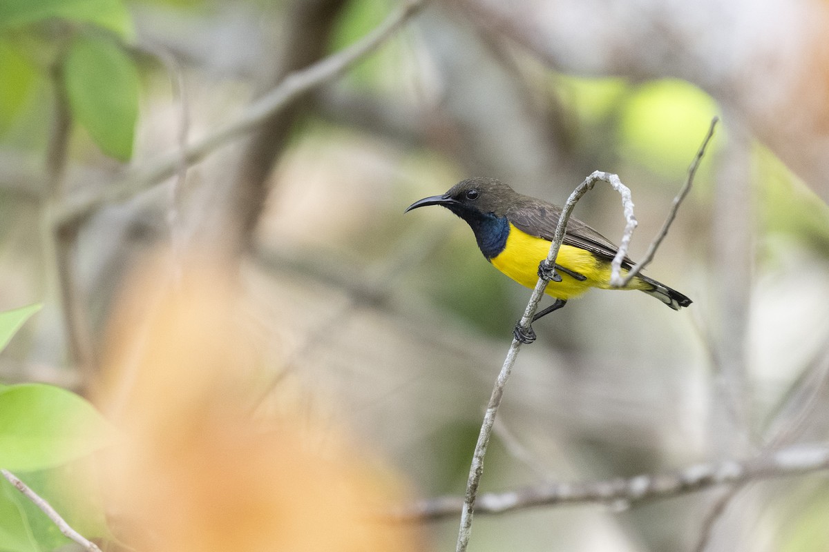 Tukangbesi Sunbird - ML633895461