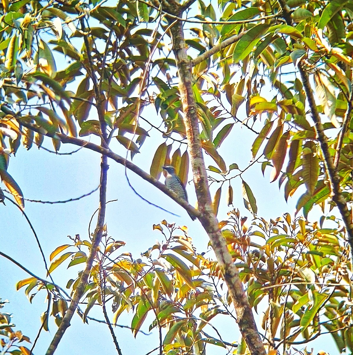Bar-bellied Cuckooshrike - ML633895532