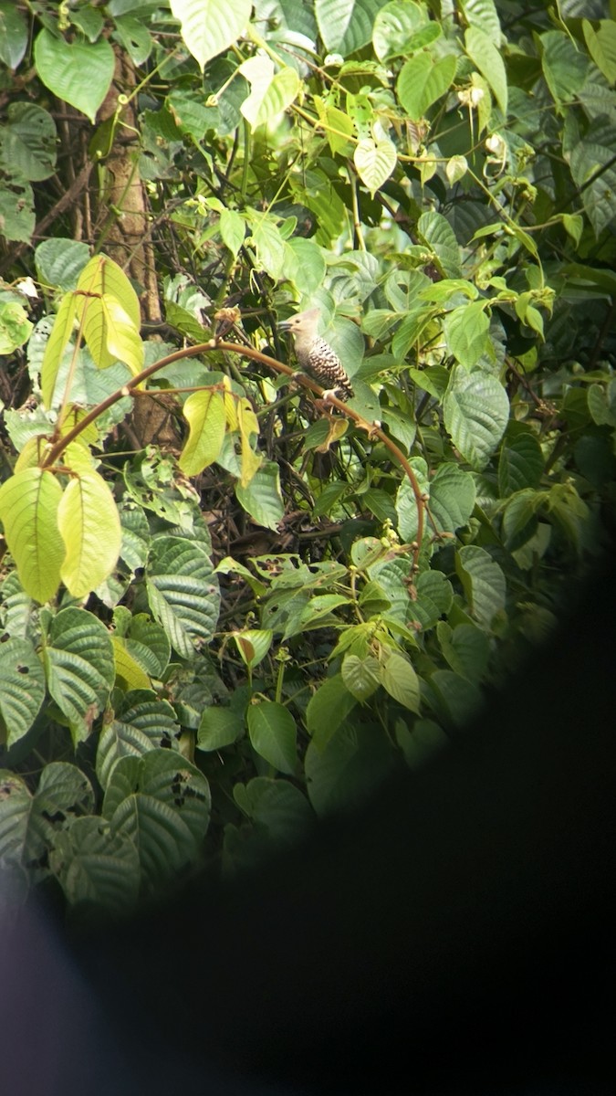 Buff-rumped Woodpecker - ML633895546