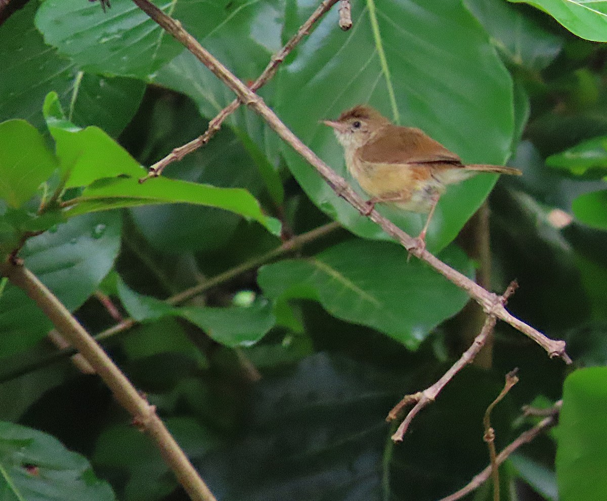 Rufous Cisticola - ML633895598
