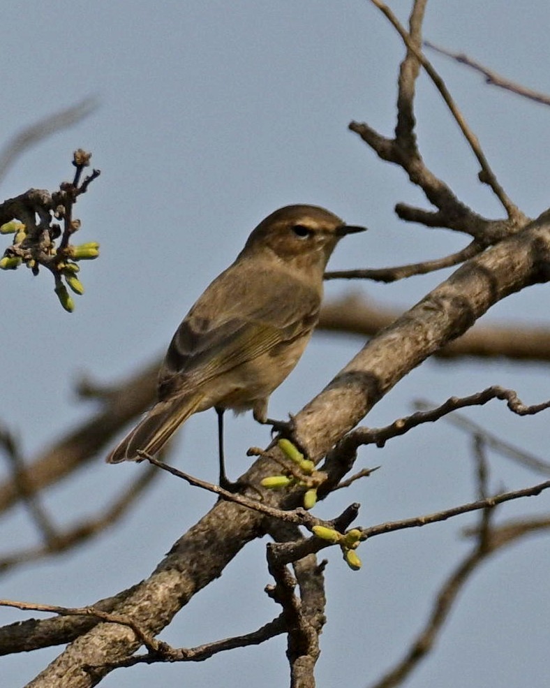 Common Chiffchaff - ML633895618