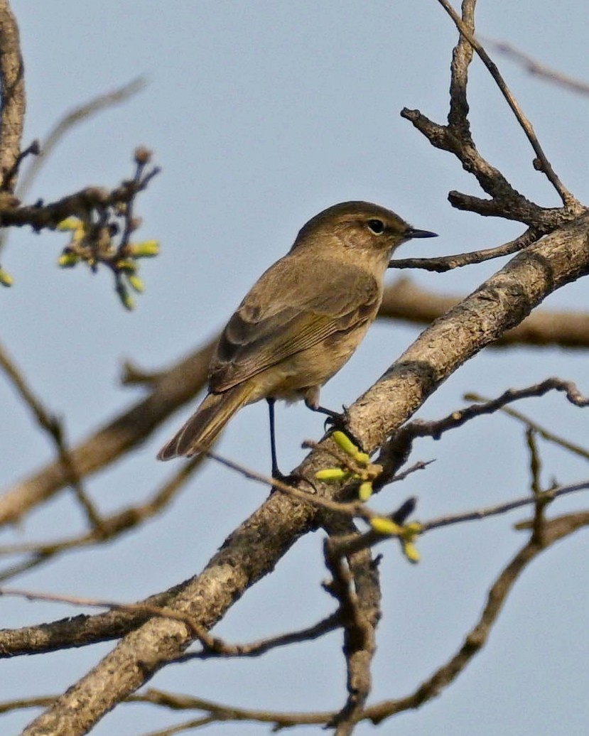 Common Chiffchaff - ML633895619