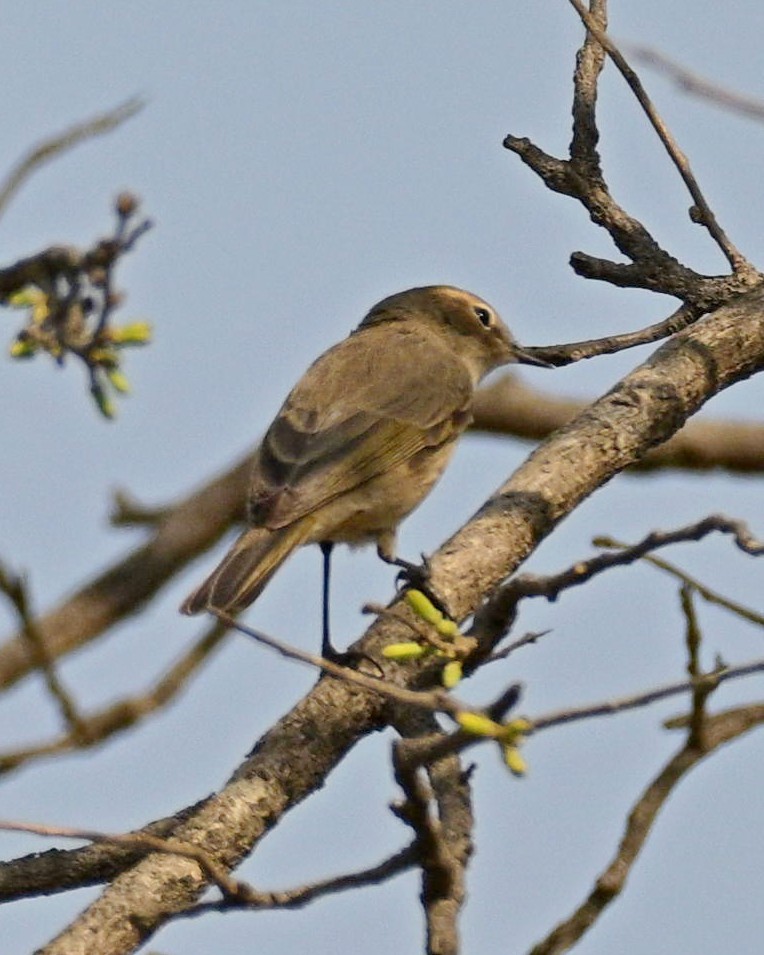 Common Chiffchaff - ML633895620