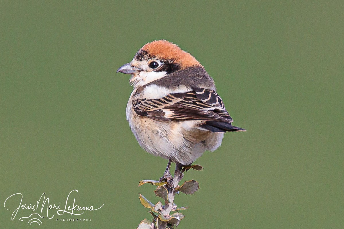 Woodchat Shrike - ML633895645
