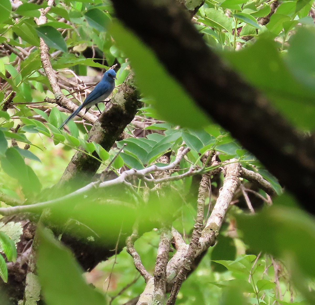 African Blue Flycatcher - ML633895663