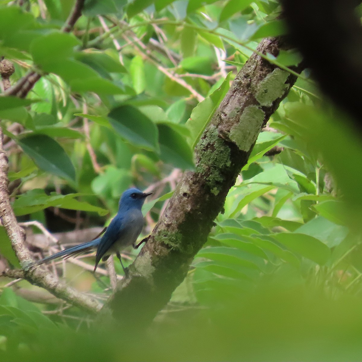 African Blue Flycatcher - ML633895677