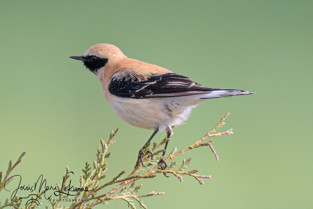 Western Black-eared Wheatear - ML633895692