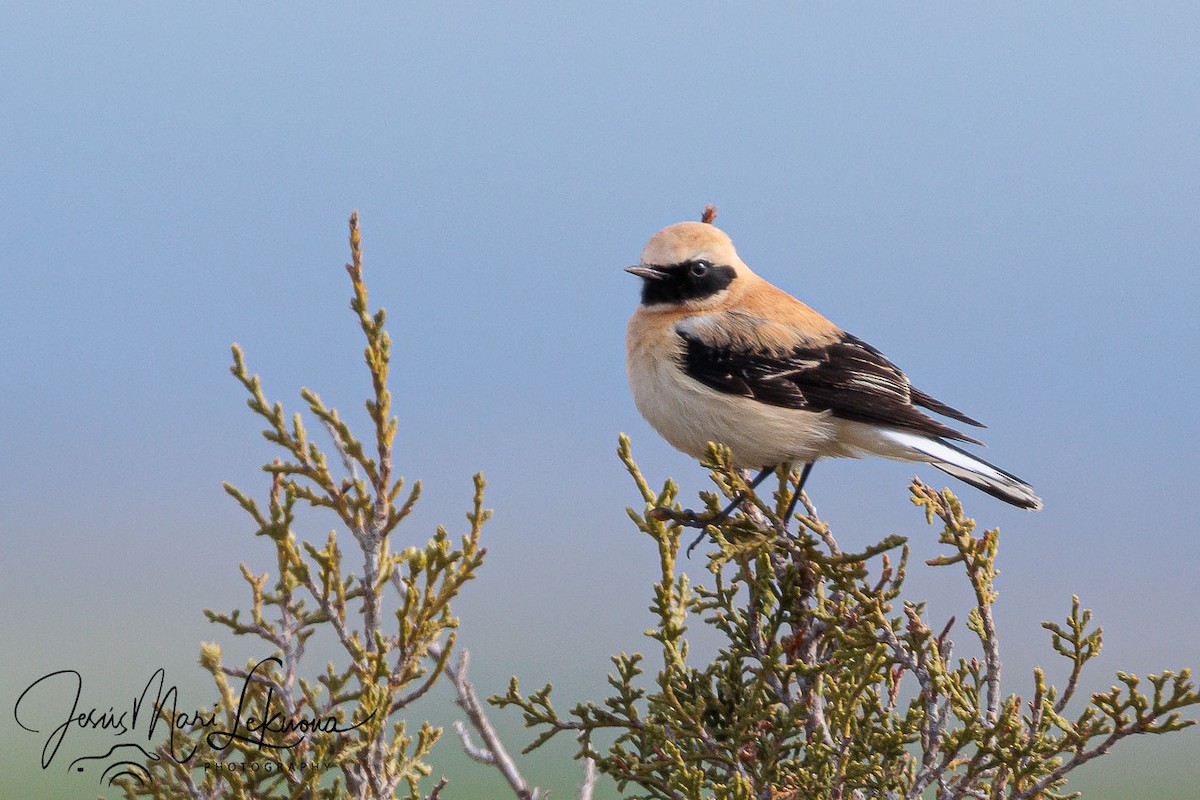 Western Black-eared Wheatear - ML633895697