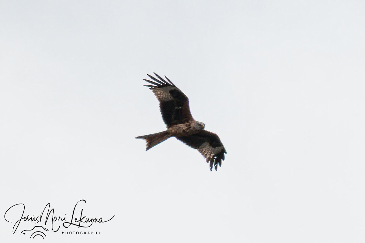 Red Kite - ML633895773