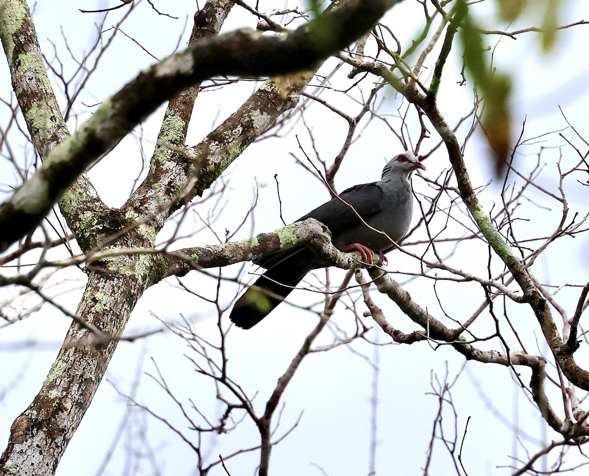 Andaman Wood-Pigeon - ML633895790