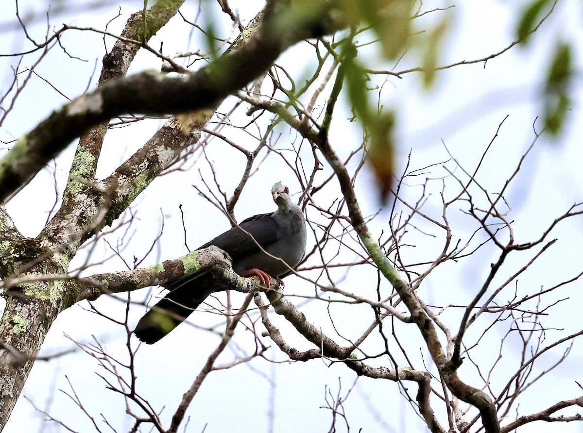 Andaman Wood-Pigeon - ML633895791