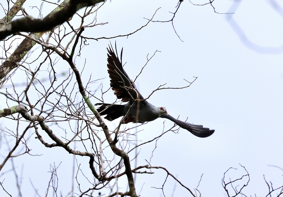 Andaman Wood-Pigeon - ML633895793