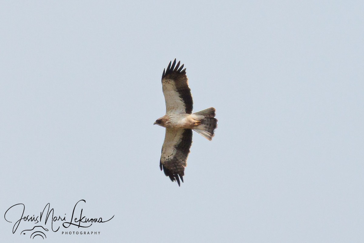 Booted Eagle - ML633895794