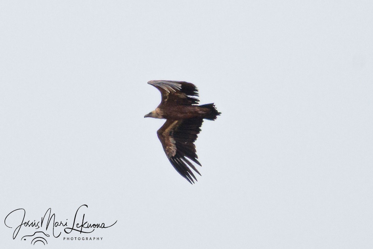 Eurasian Griffon - ML633895818