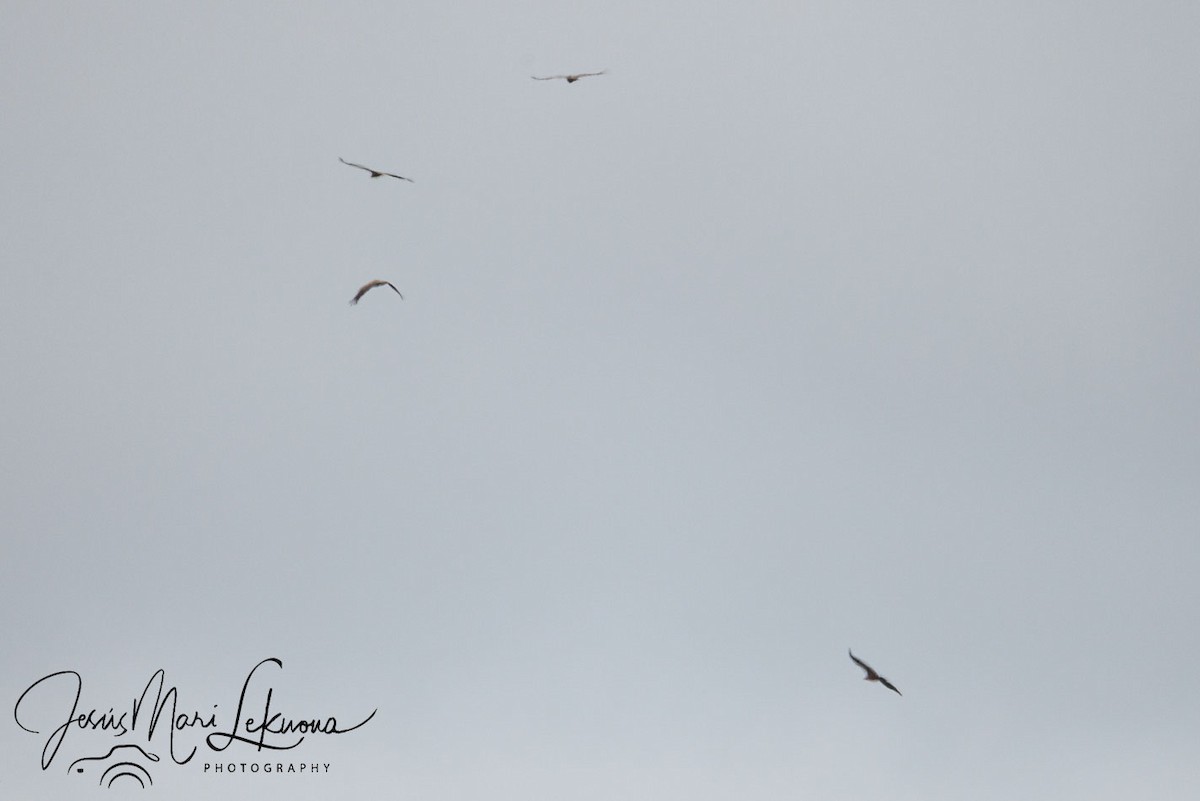 Eurasian Griffon - ML633895825