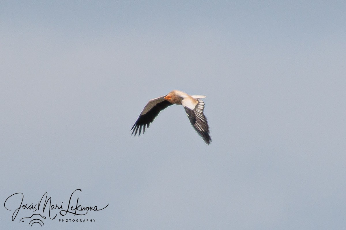 Egyptian Vulture - ML633895840