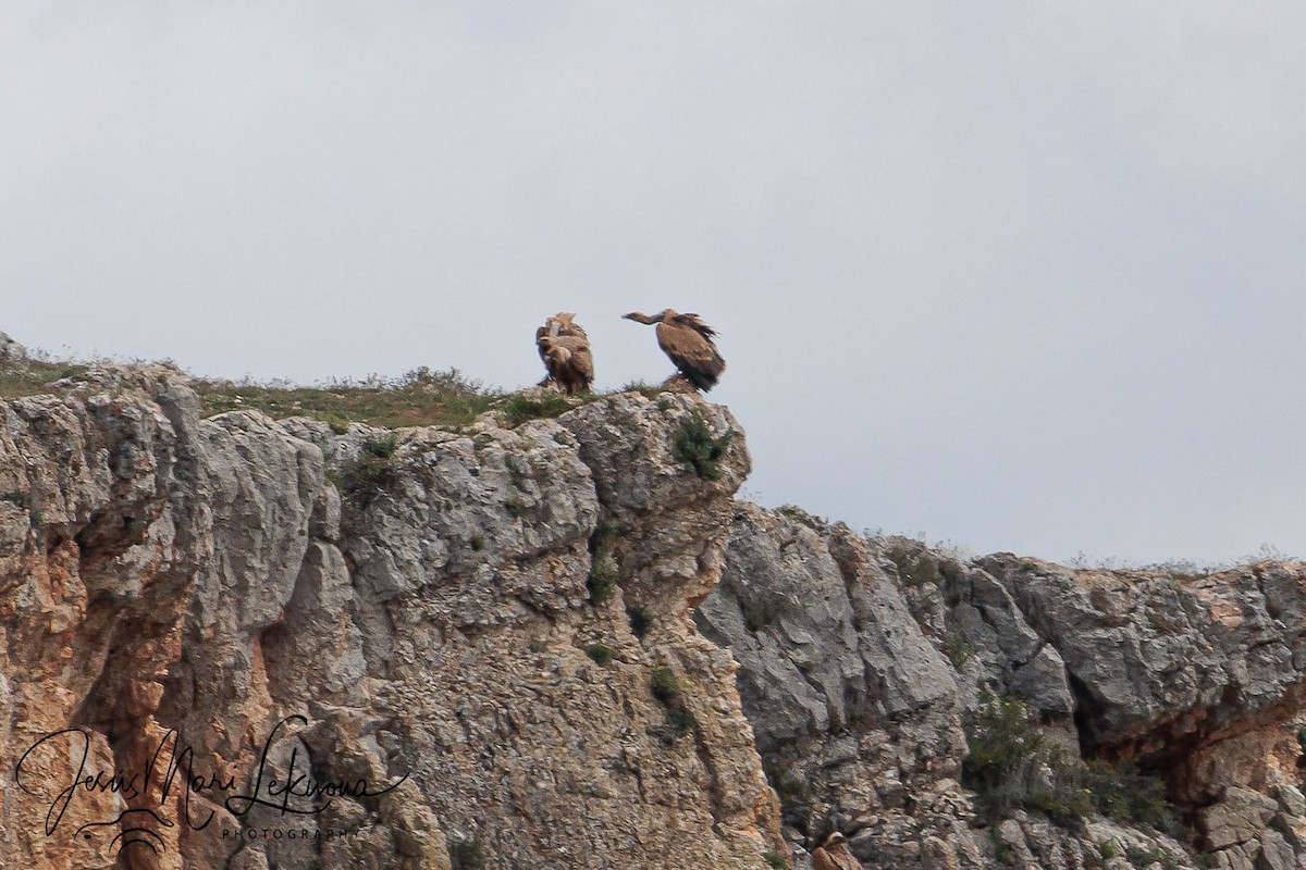 Eurasian Griffon - ML633895846