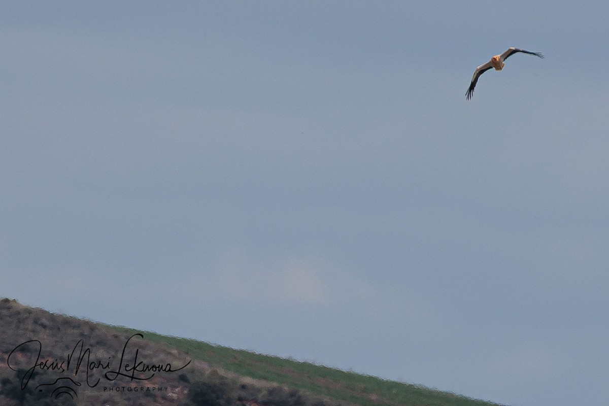 Egyptian Vulture - ML633895863