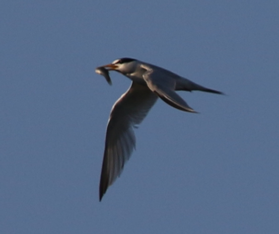 Least Tern - C. Jackson