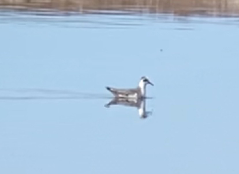 Улаан сэлээхэй - ML633895939