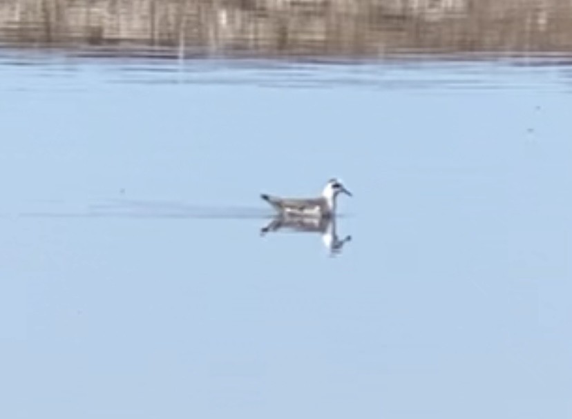 Улаан сэлээхэй - ML633895941