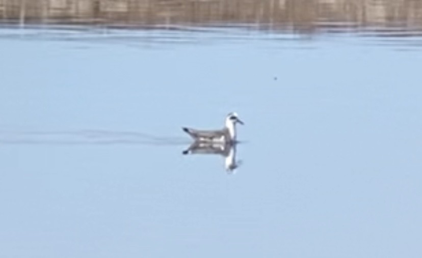 Улаан сэлээхэй - ML633895942