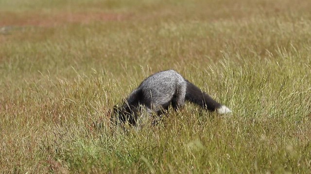 Animals - ML633895984