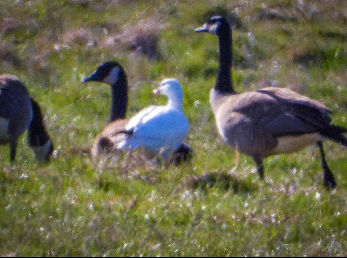 Snow x Ross's Goose (hybrid) - ML633896024