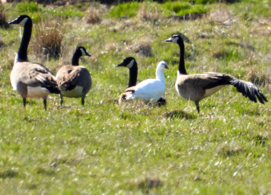 Snow x Ross's Goose (hybrid) - ML633896025