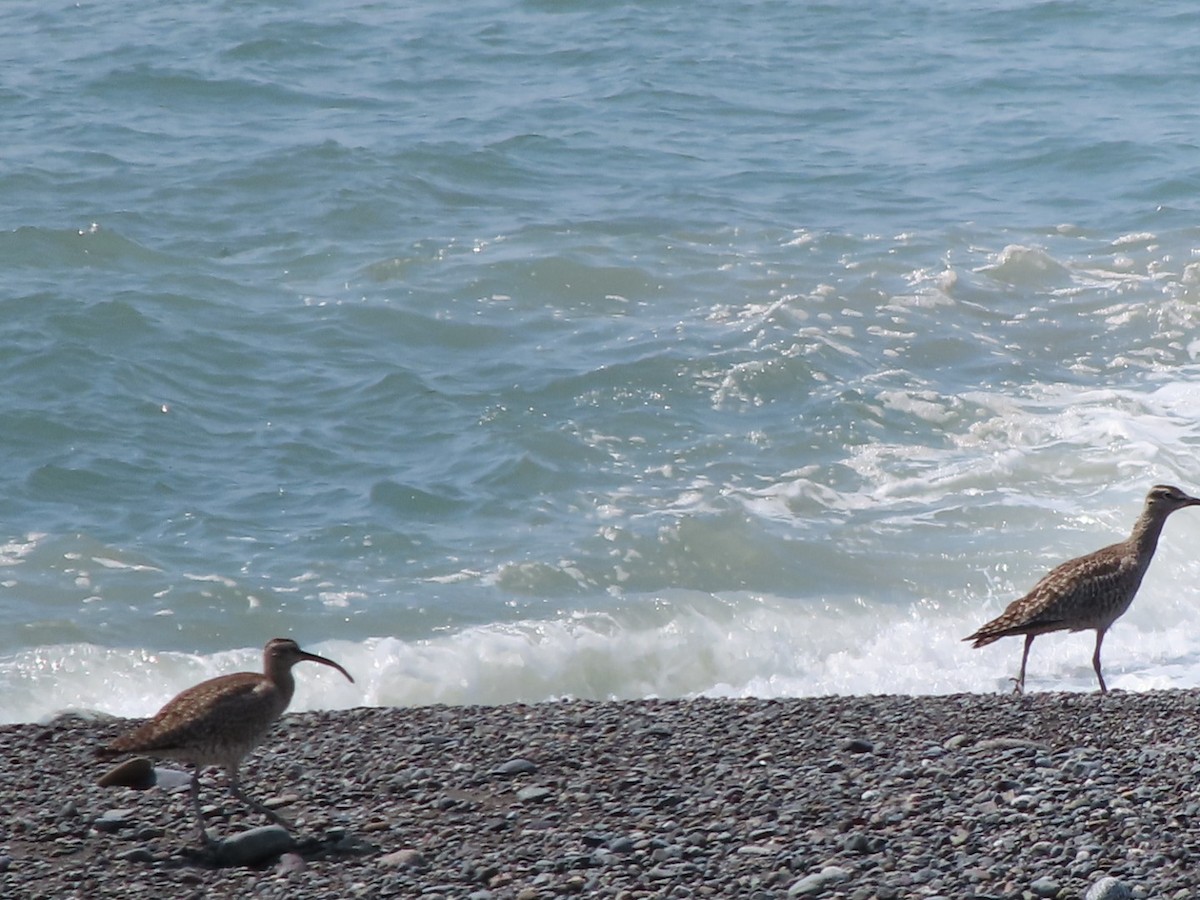 Eurasian Whimbrel - ML633896062