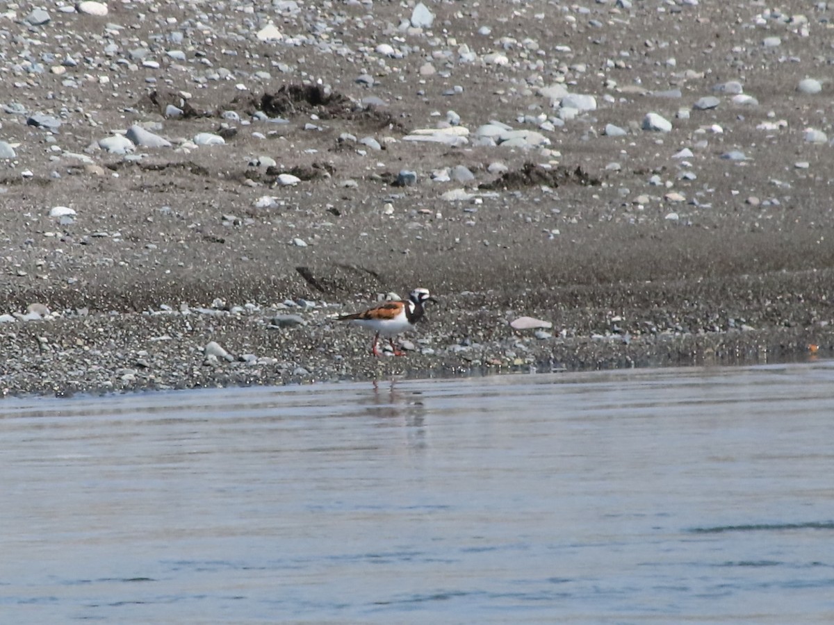 Ruddy Turnstone - ML633896067