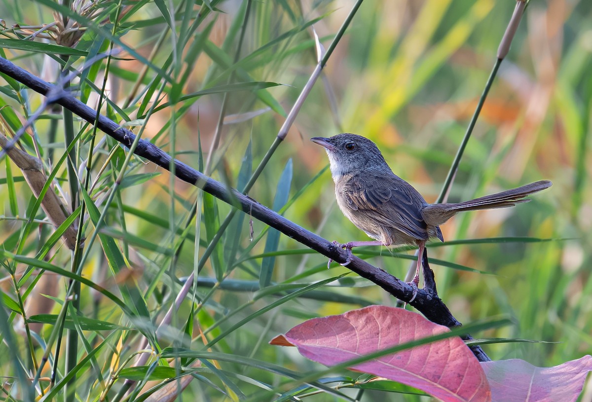 Brown Prinia - ML633896163