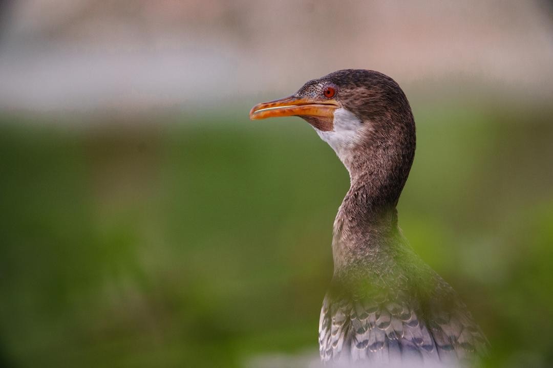 アフリカコビトウ - ML633896185