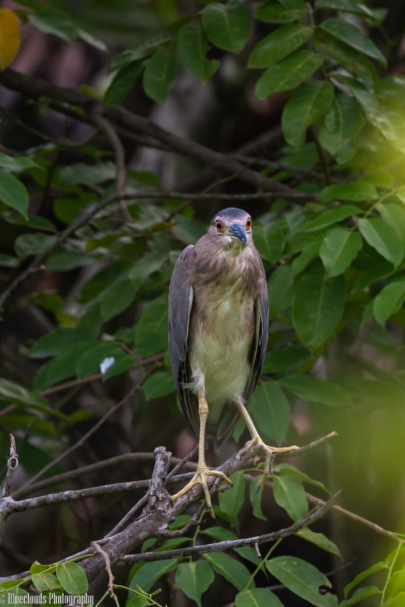 ゴイサギ - ML633896186