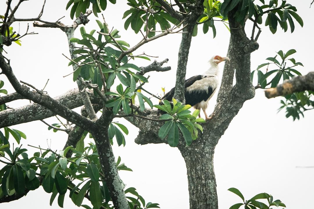 ヤシハゲワシ - ML633896189