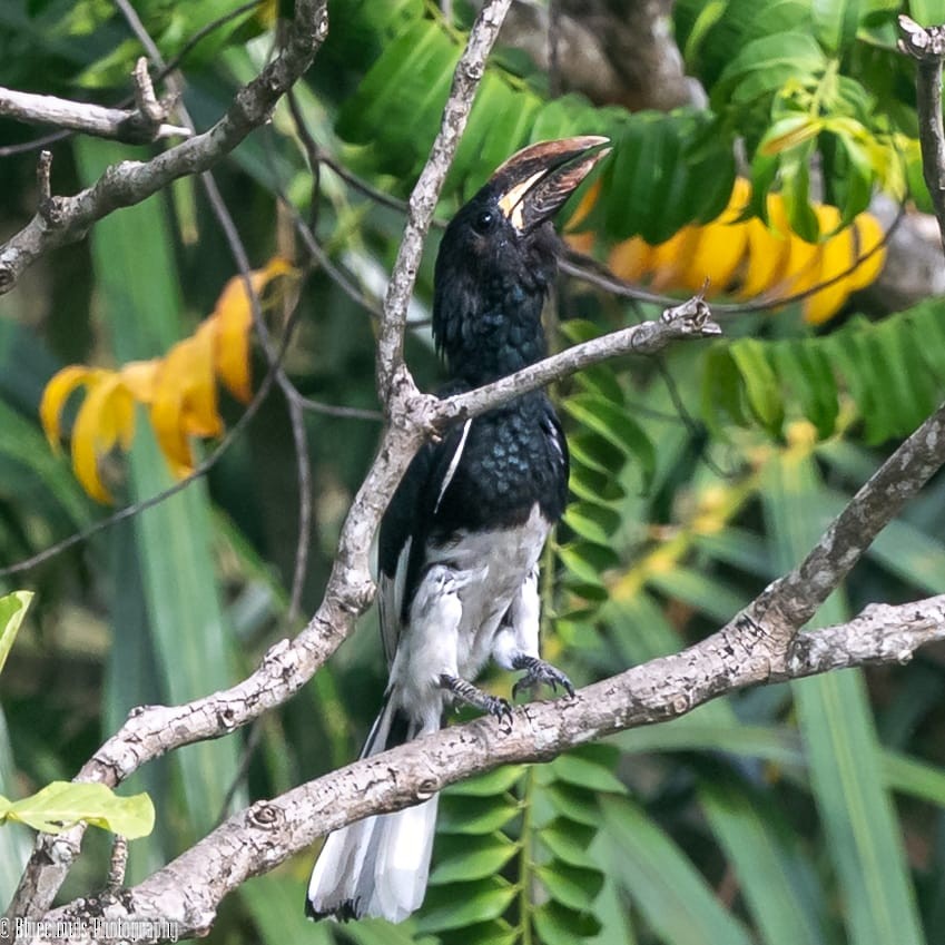 パイプコブサイチョウ - ML633896190