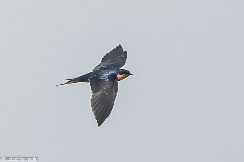 エチオピアノドジロツバメ - ML633896198