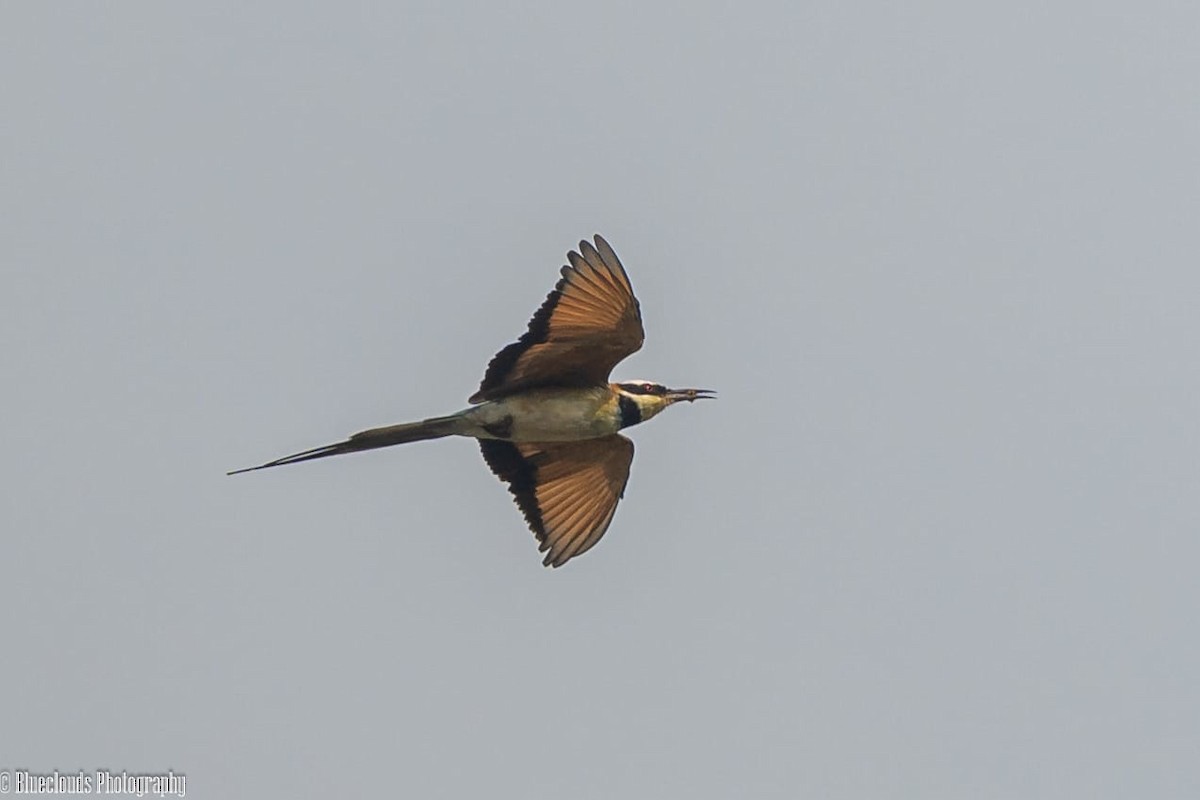 ノドジロハチクイ - ML633896218