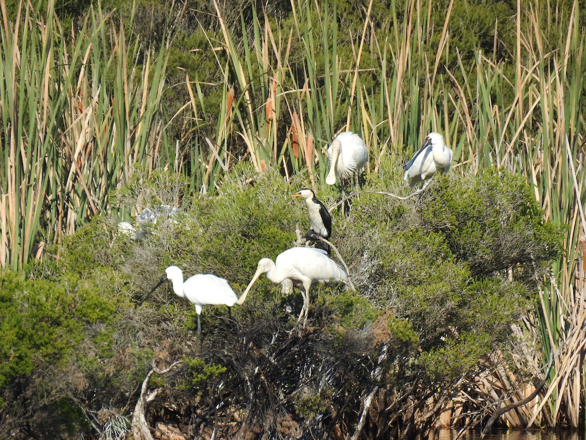 Royal Spoonbill - ML633896389