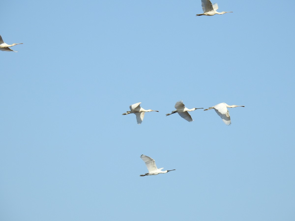 Yellow-billed Spoonbill - ML633896442