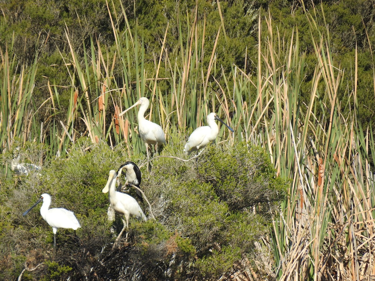 Royal Spoonbill - ML633896449