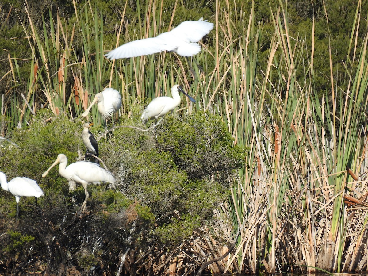 Royal Spoonbill - ML633896450